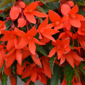 Begonia, Waterfall® 'Encanto Orange®'