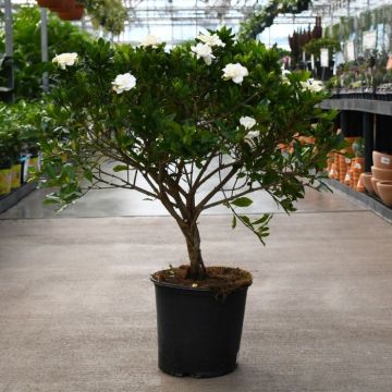 Gardenia, Braided Trunk