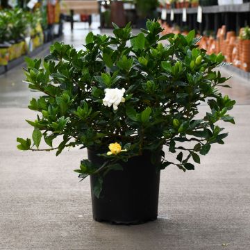 Gardenia Jasminoides 'Cape Jasmine'