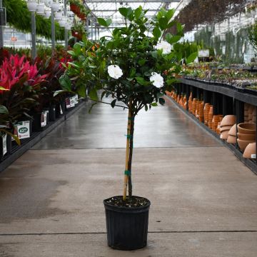 Gardenia, Standard Trunk