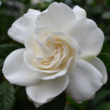 Gardenia Jasminoides 'Cape Jasmine'