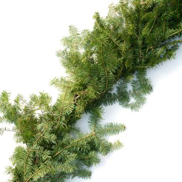 Garland, Balsam Fir Roping