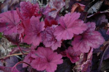 Heuchera, Purple Leaf Coral Bells 'Georgia Plum'