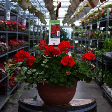 Geranium, Americana® 'Dark Red' Hanging Basket 12.8"