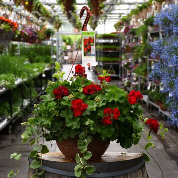 Geranium, Calliope 'Dark Red' Hanging Basket 12.8"