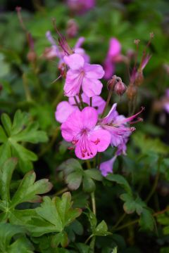 Geranium, Cranesbill 'Intense'