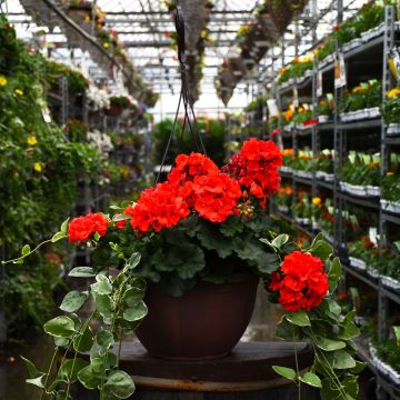 Geranium, Mojo 'Orange' Hanging Basket 12.8"