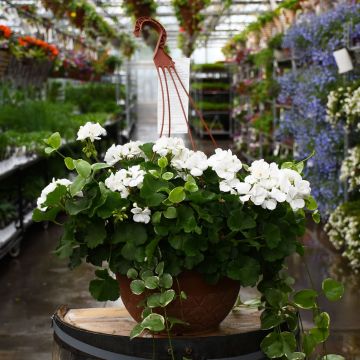 Geranium, Mojo 'White' Hanging Basket 12.8"