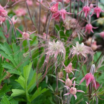 Geum, Prairie Smoke 'Minnesota Native'