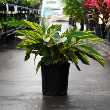 Alpinia Zerumbet, Shell Ginger 'Variegated'