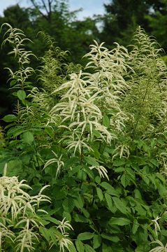 Aruncus, Goatsbeard 