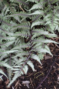 Athyrium, Hybrid 'Godzilla Fern'