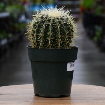 Cactus, Golden Barrel