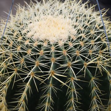 Echinocactus Grusonii 'Golden Barrel Cactus'