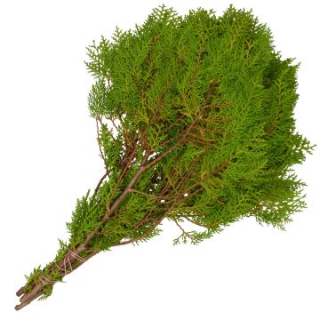 Boughs, Cedar 'Golden Cedar'