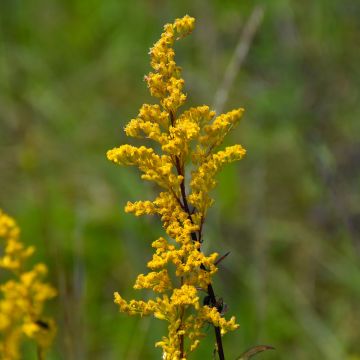 Solidago, Showy Goldenrod 'Minnesota Native'