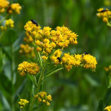 Solidago, Stiff Goldenrod 'Minnesota Native'