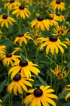 Rudbeckia, Black Eyed Susan 'Goldsturm'