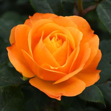 Rosa, Tea Rose 'Good as Gold™'