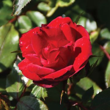 Rosa, Shrub Rose 'Grace N’ Grit™ Red'