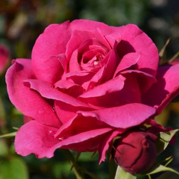 Rosa, Tea Rose 'Grand Dame™'