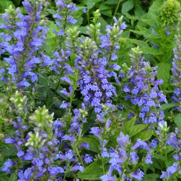 Lobelia, Great Blue Lobelia 'Minnesota Native'