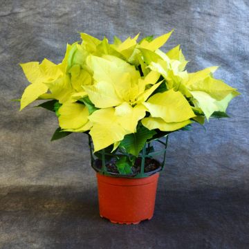 Green Envy Poinsettia, Bare Pot