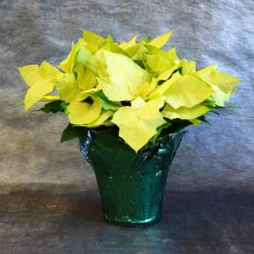 Green Envy Poinsettia, Foil Cover