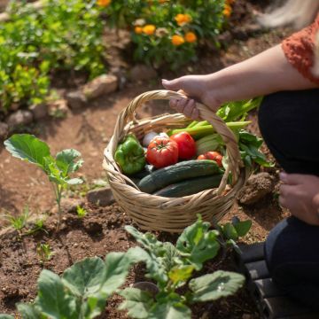 Growing Vegetables: Seed to Harvest | Sunday March 9th