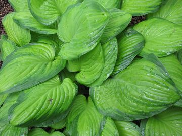 Hosta, Blue-Lime Leaf 'Guacamole'