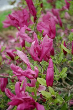 Magnolia, Hybrid 'Susan'