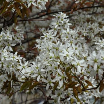 Amelanchier, Serviceberry Tree 'Spring Flurry®' (Large Sizes)