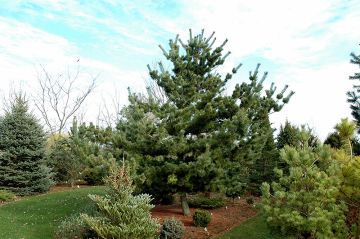 Pinus, Japanese White Pine 'Tempelhof' (Large)