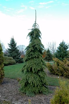 Picea, White Spruce 'Weeping' (Large)