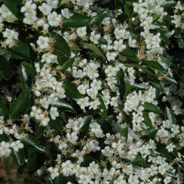 Crataegus, Cockspur Hawthorn 'Thornless' (Large Sizes)