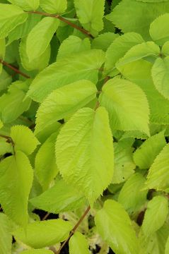 Aralia, Japanese Spikenard 'Sun King'