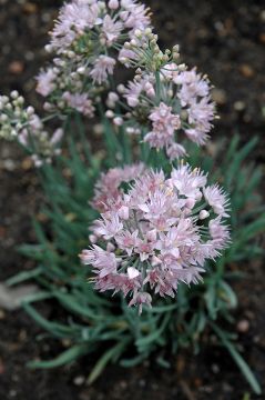 Allium, Spiral Onion 'Blue Eddy'