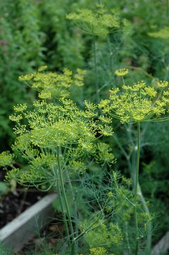 Anethum, Dill 'Fern Leaf Dill'