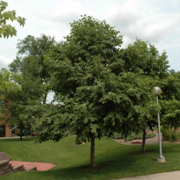 Alnus, Siberian Alder 'Prairie Horizon®' (Large Sizes)