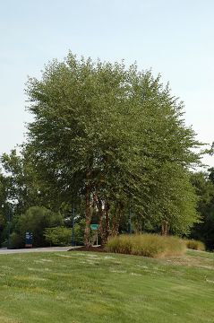 Betula, River Birch 'Heritage®' (Large)