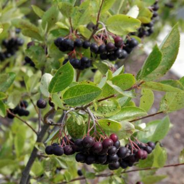 Aronia, Black Chokeberry 'Iroquois Beauty™'