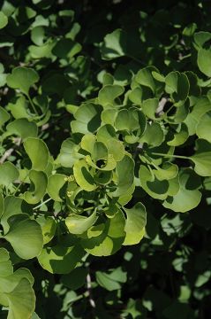 Ginkgo, 'Jade Butterfly'