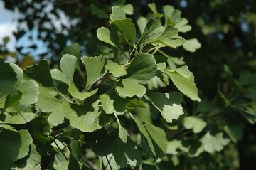 Ginkgo, 'Princeton Sentry®'