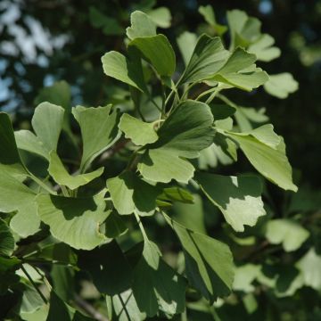 Ginkgo, 'Princeton Sentry®' (Large Sizes)