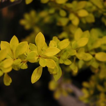 Berberis, Japanese Barberry 'Sunjoy® Citrus'