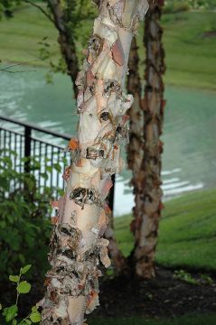 Betula, River Birch