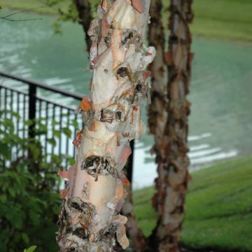 Betula, River Birch (Large Sizes)