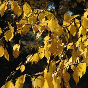 Betula, Paper Birch 'Prairie Dream®' (Large Sizes)