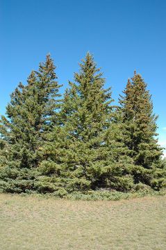 Picea, White Spruce (Large)