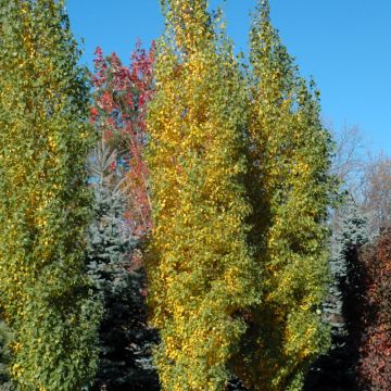 Betula, White Birch 'First Editions® Parkland Pillar®' (Large Sizes)